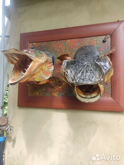 Чучело щуки и сома