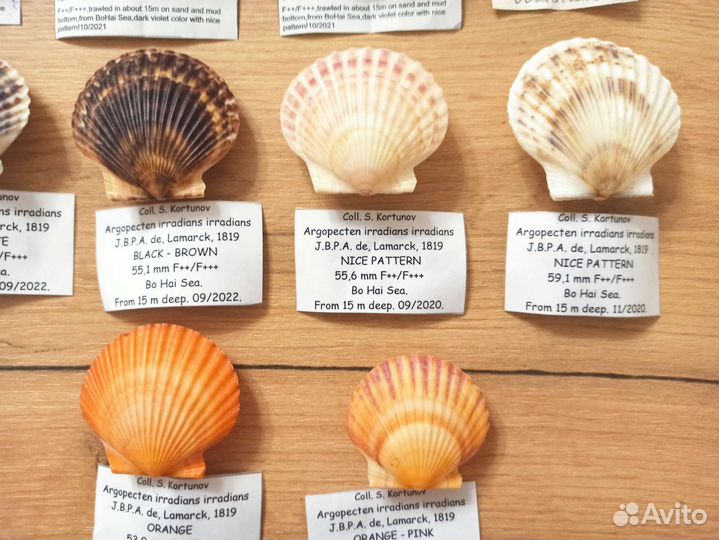 Морские раковины