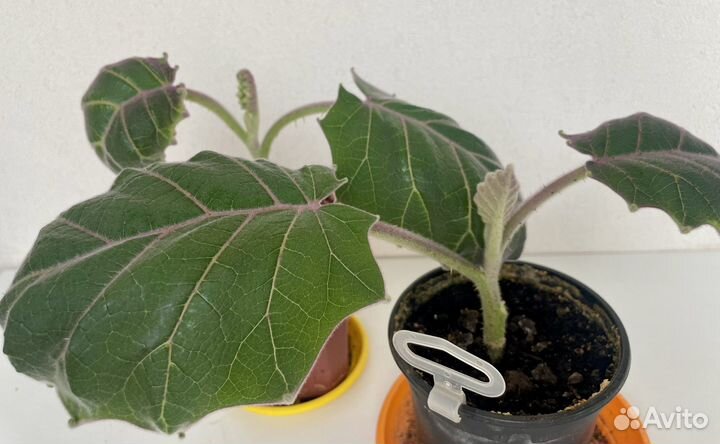 Наранхилла наранхилья укорененные черенки