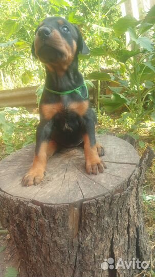 Продам щенков добермана