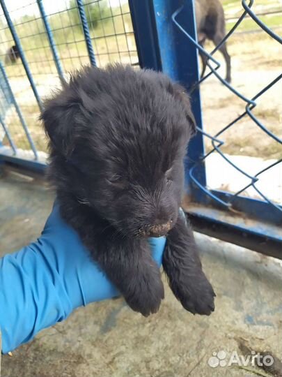 Щенки немецкой овчарки