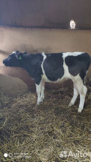 Телёнок бычок 6 месяцев