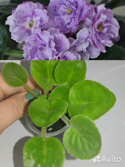 Детки сортовых фиалок