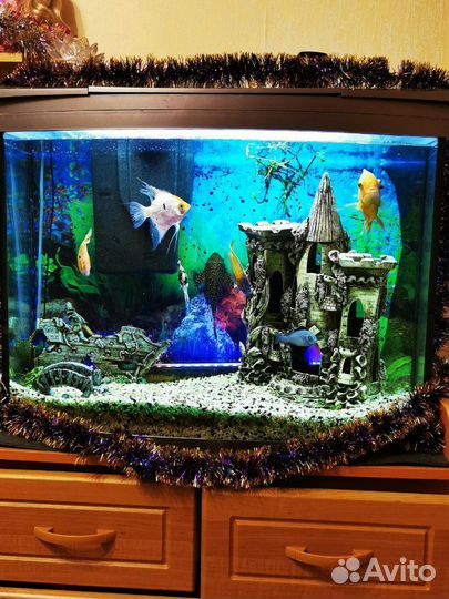 Аквариум Tetra 130 литров с рыбами