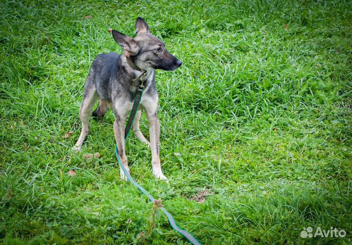 Спасен из черного пниюта