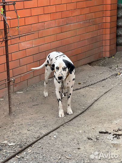 Далматинец