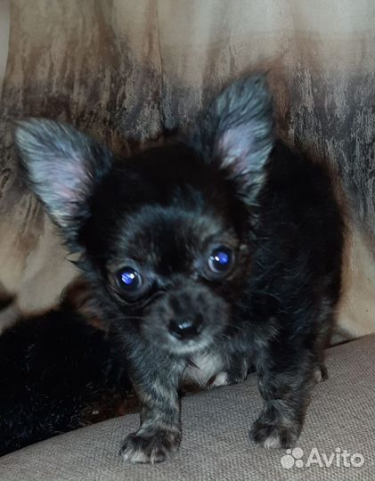 Щенки чихуахуа