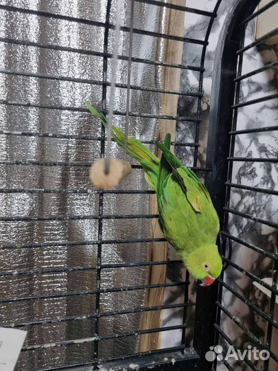 Самка ожерелового попугая