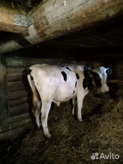 Быки живым весом