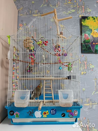 Попугай корелла, девочка