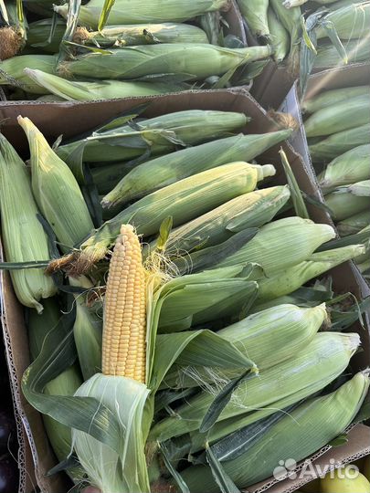 Кукуруза в початках