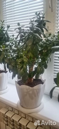 Крассула (толстянка)