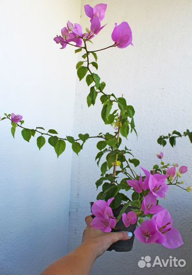 Бугенвиллия Baby Rouse