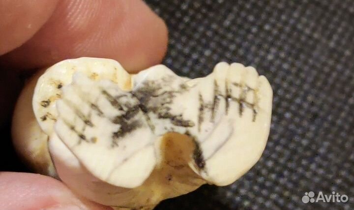 Нецке барсук, бивень