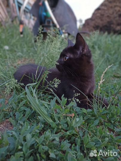 Бесплатно. Котята в добрые руки