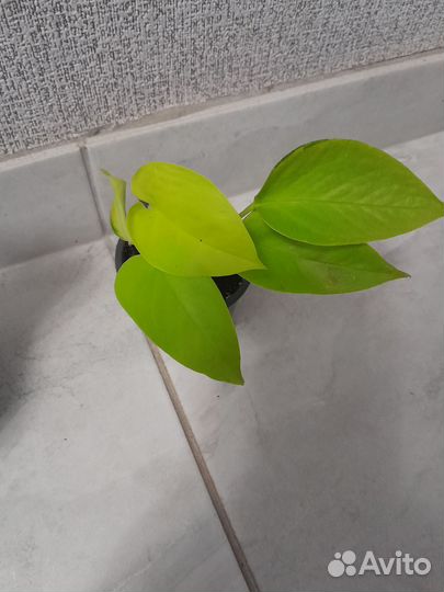 Сциндапсусы