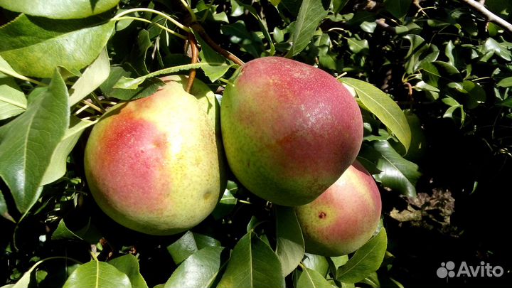 Саженцы груши