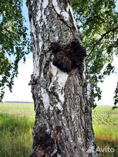 Чага березовая (трутовик скошенный)