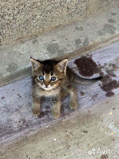 Котёнок бесплатно