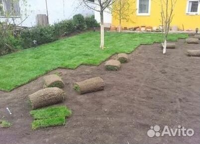 Газон рулонный