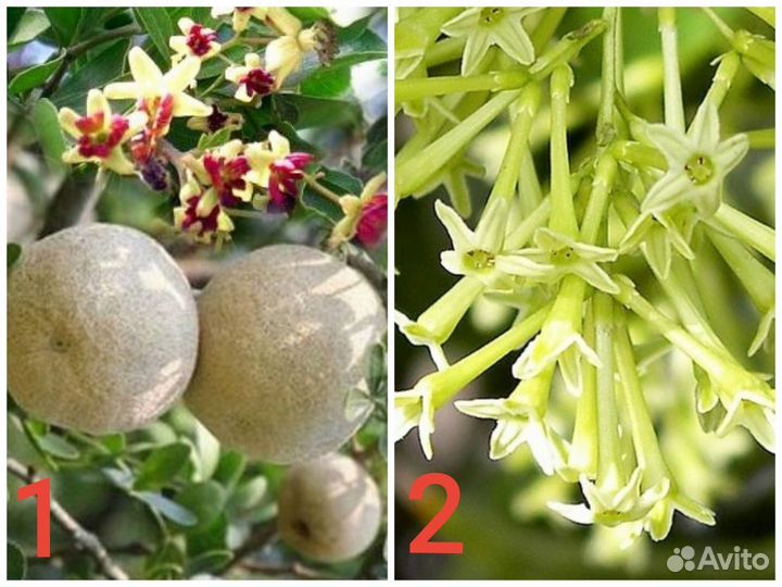 Редкие комнатные растения