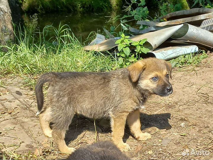 Собаки