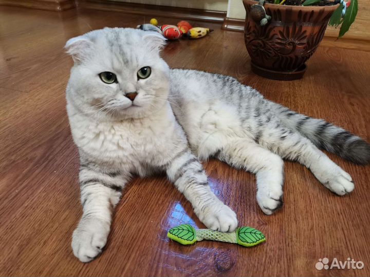 Шотландский кот на вязку