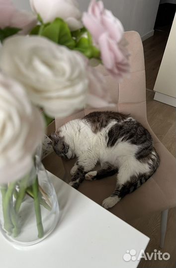 Кошка в дар бесплатно