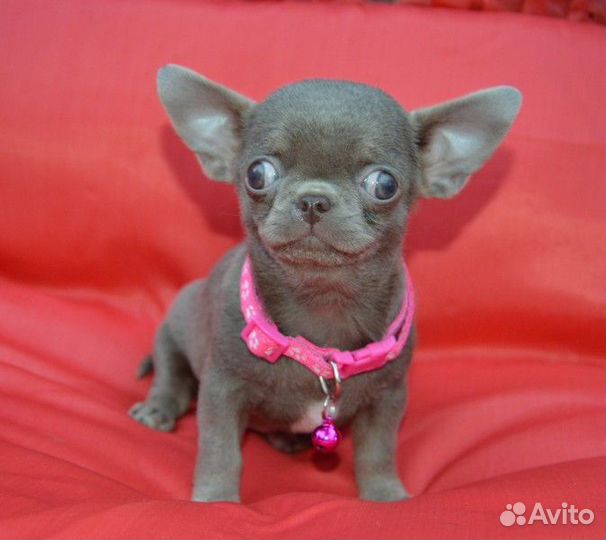 Чихуахуа лиловые девочки и мальчики, есть мини