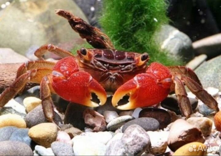 Краб мангровый 3см