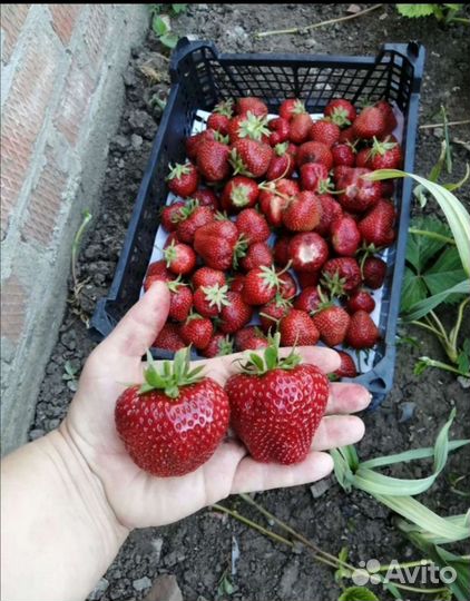 Рассада клубники