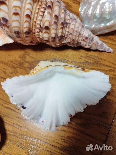 Раковины моллюсков, ракушки