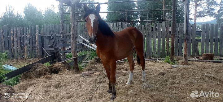 Продажа лошадей