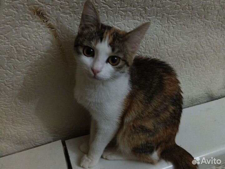 Кошка добрая :)