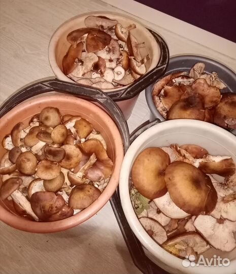 Грибы опята маринованные