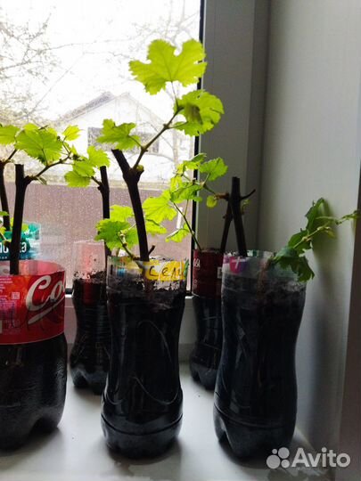 Саженцы винограда сортов Изабелла и Селигер