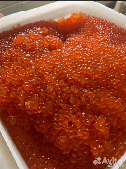 Икра красная кета 2023