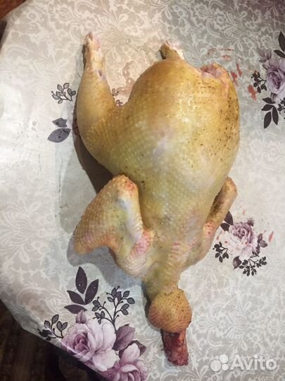 Птица на стол и племя