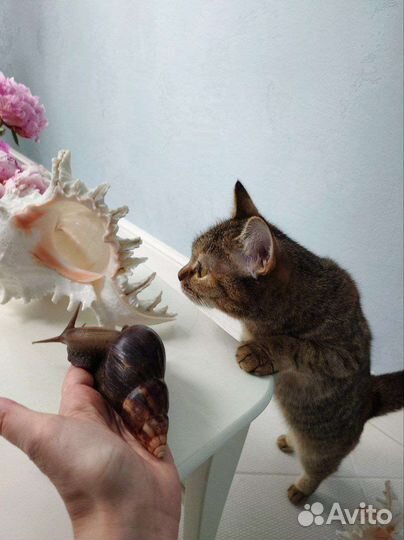 Улитки Ахатин Фулики