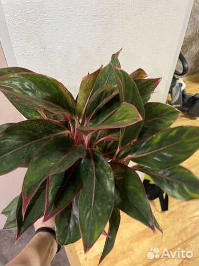 Аглоанема Джангл Рэд