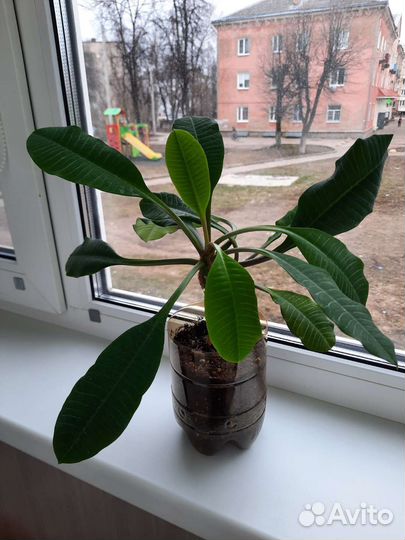 Кактус молочай