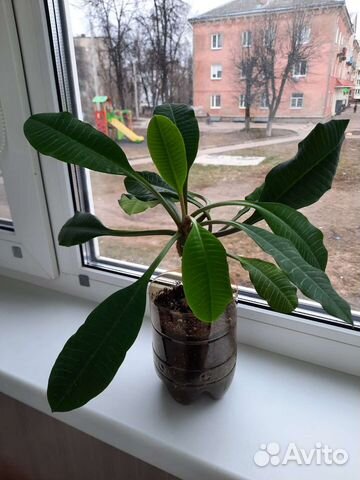 Кактус молочай