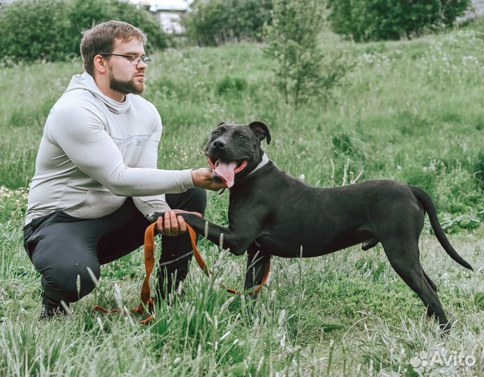 Питбуль Тэги бесплатно