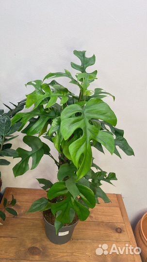 Монстера минима