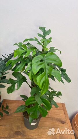 Монстера минима