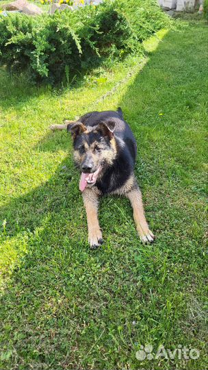 Собака в добрые руки