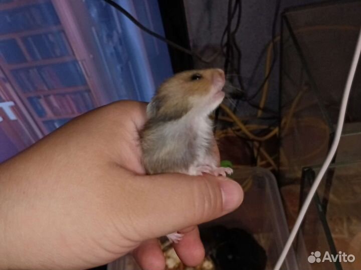 Сирийские хомяки малыши