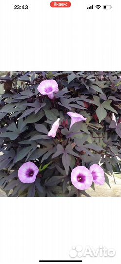 Ипомея батат