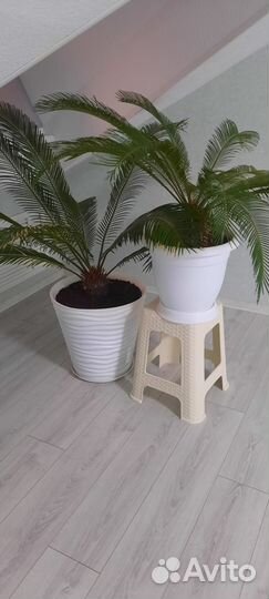 Пальма цикас