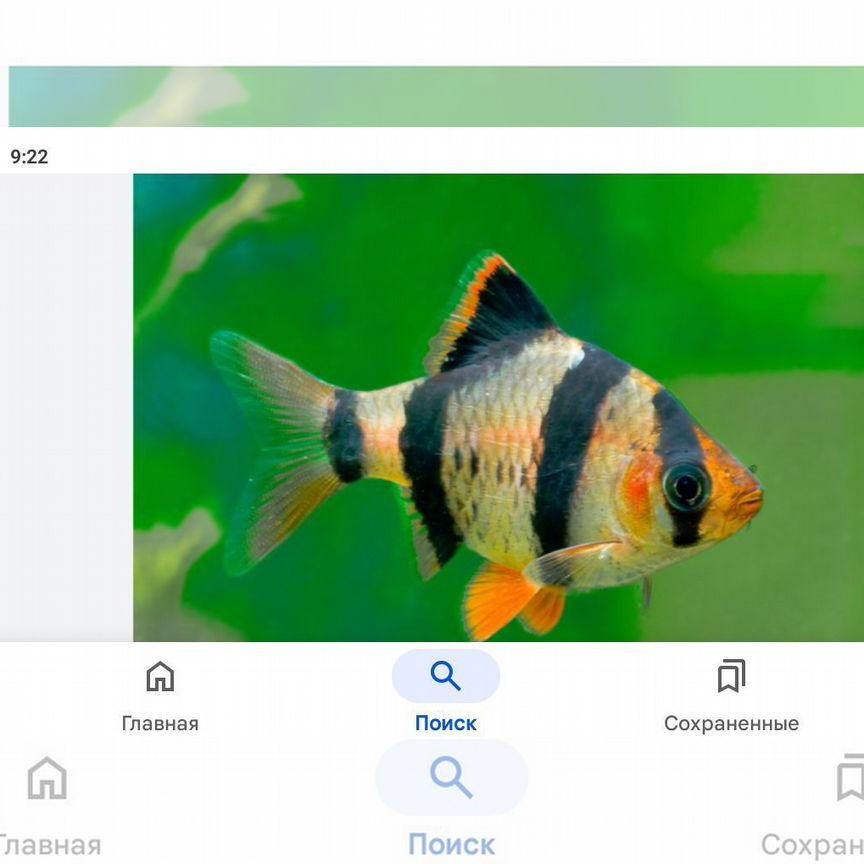 Аквариумные рыбки